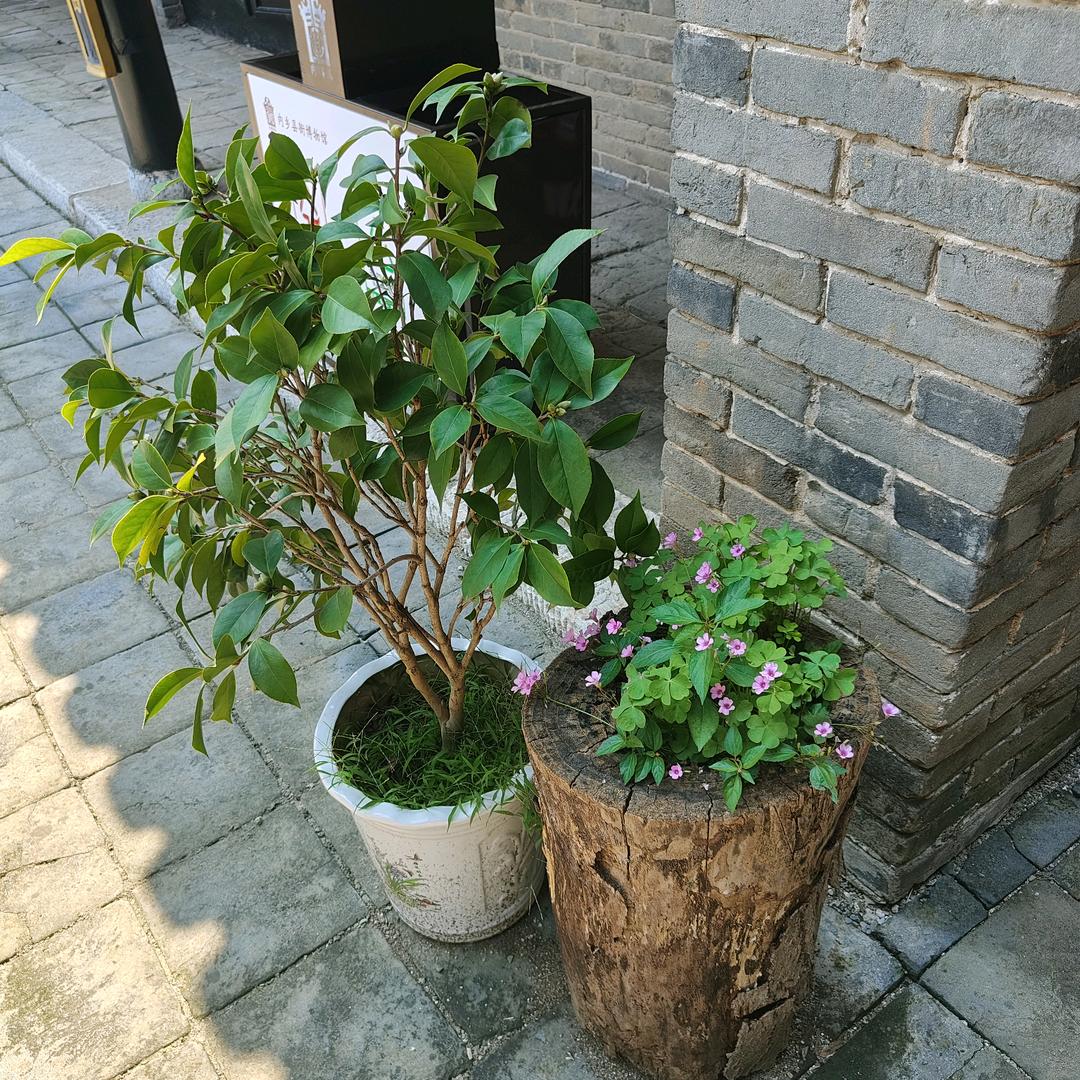 枫乔岸边