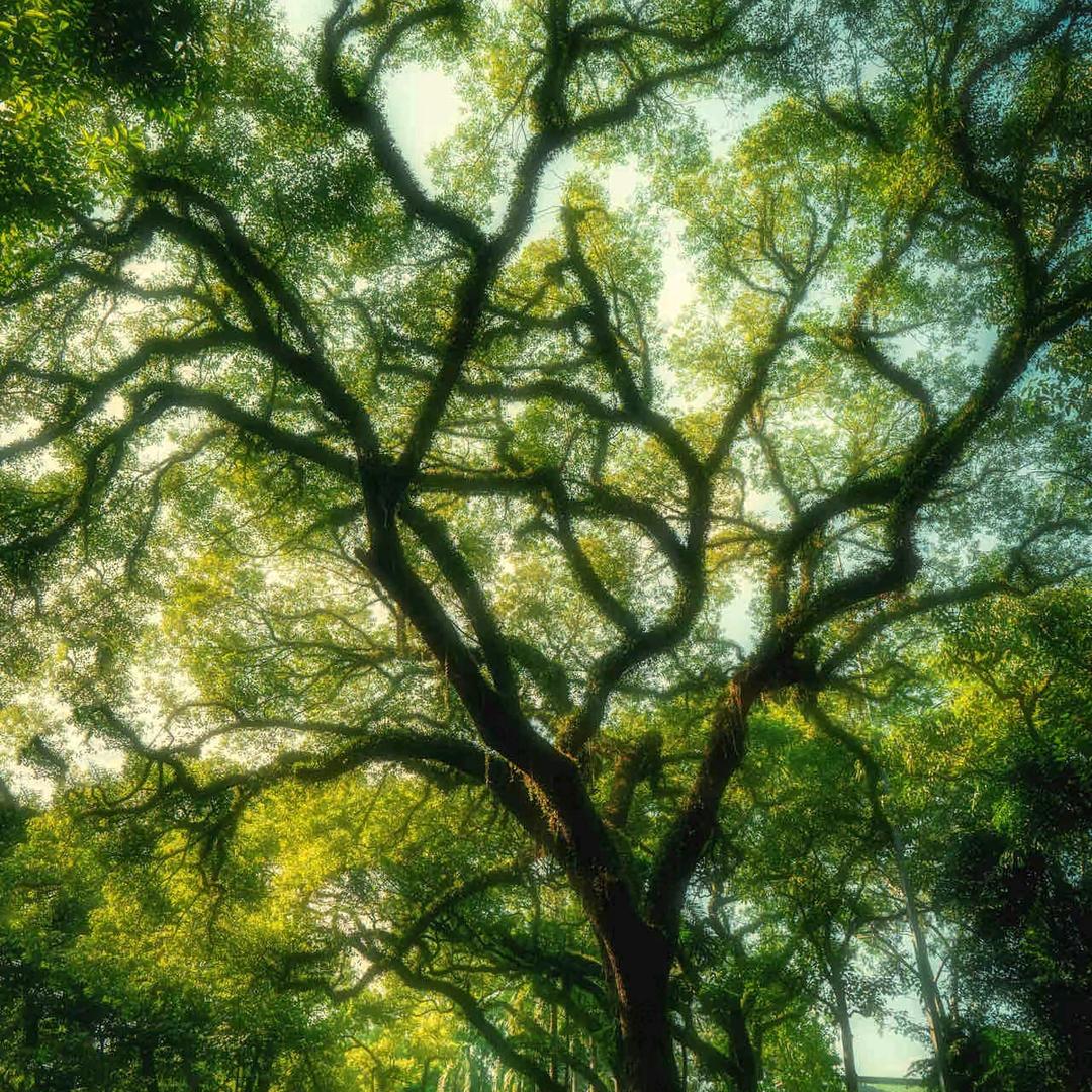 多肉的好朋友🦢