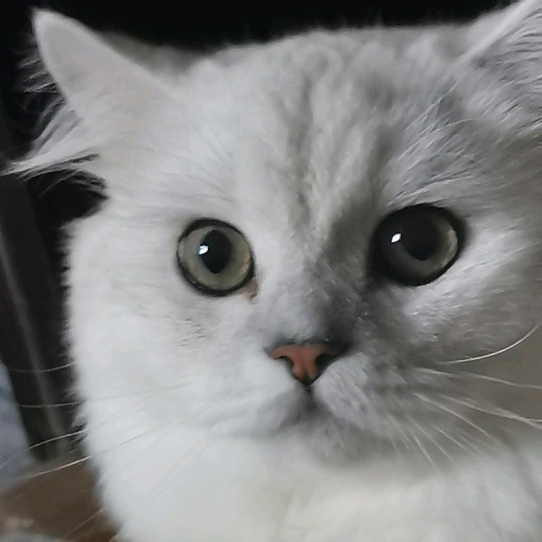 我的肚子只生小猫
