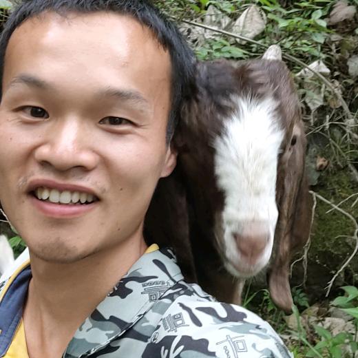 小陈养羊在农村
