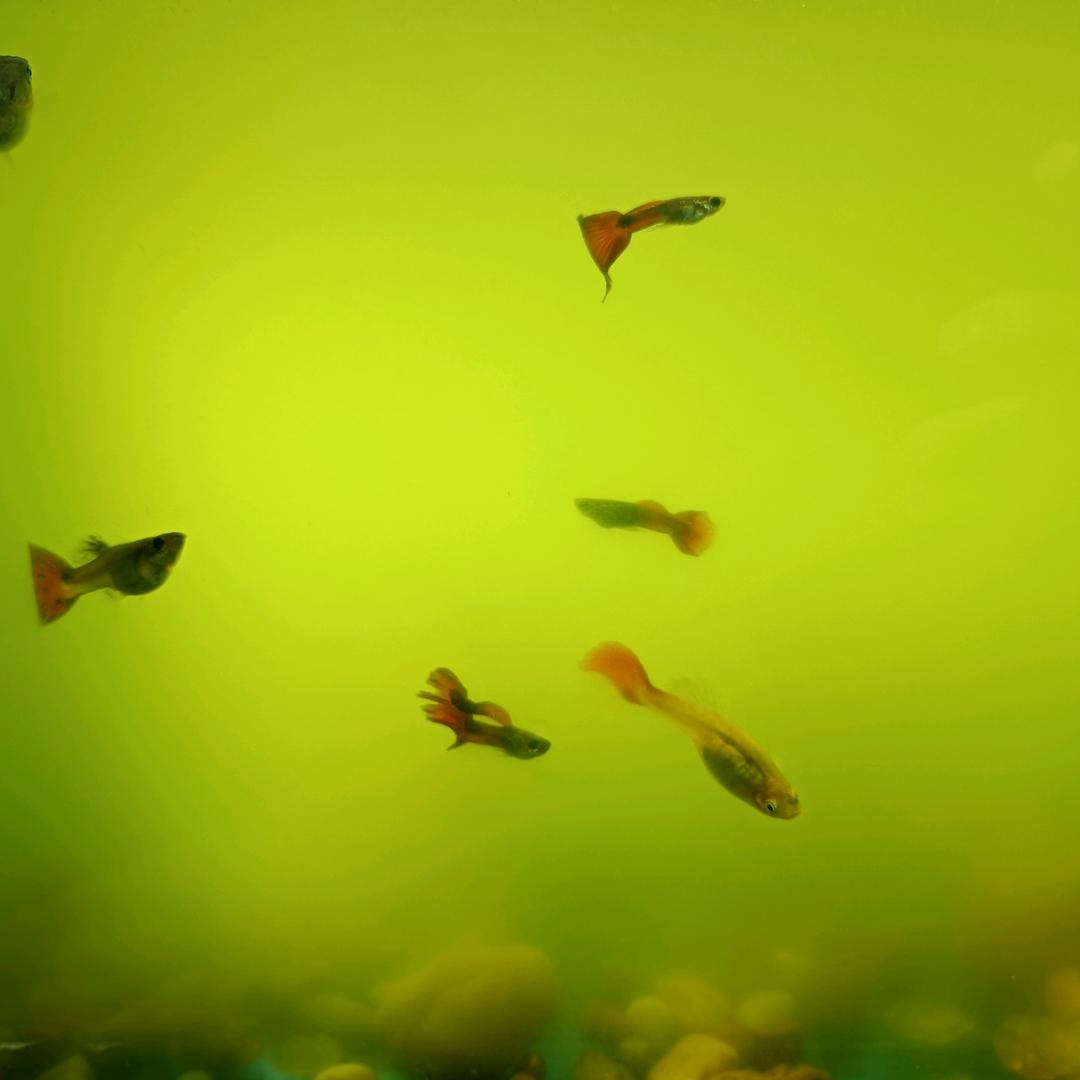 鼓捣股（股道股）