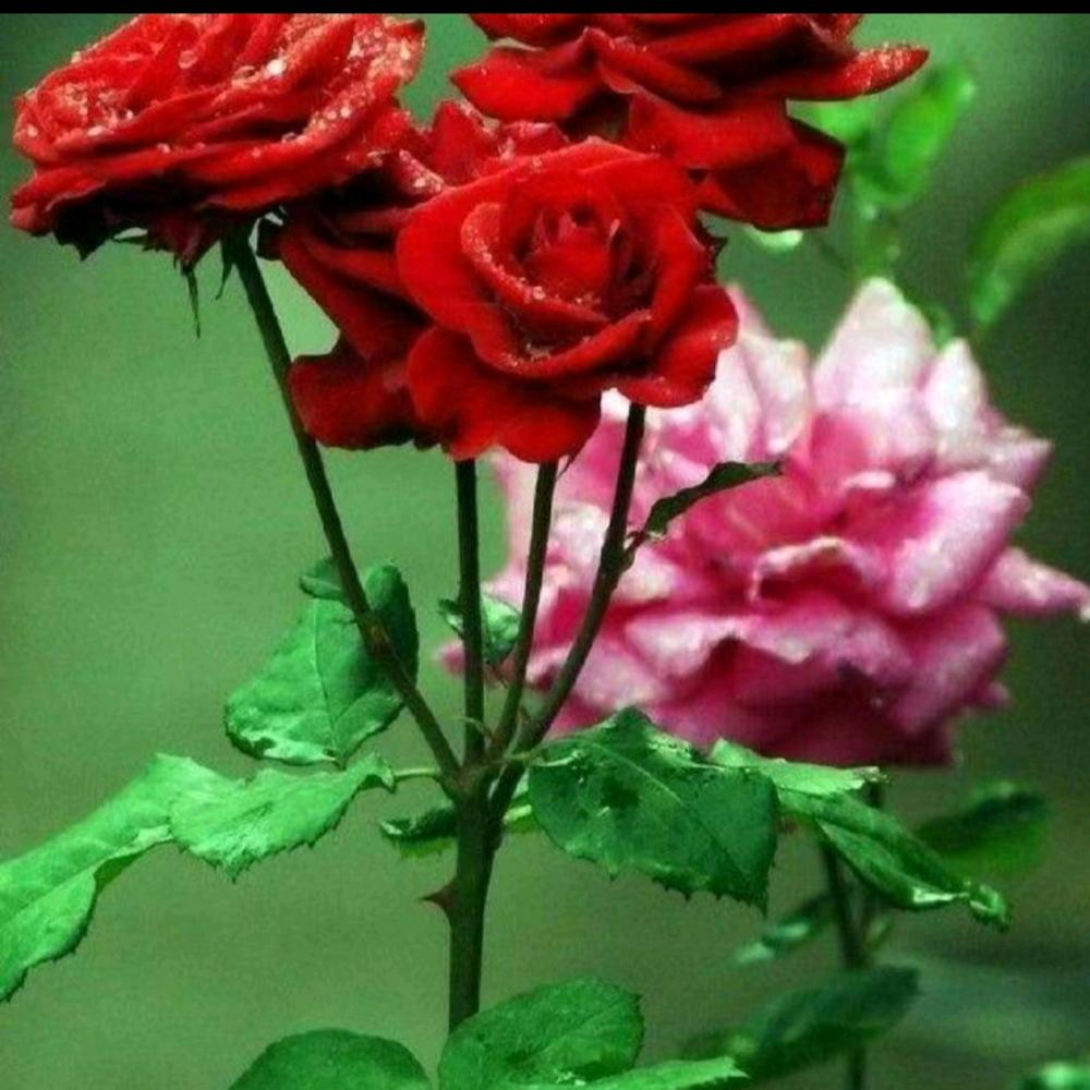 好人一生平安彭姐