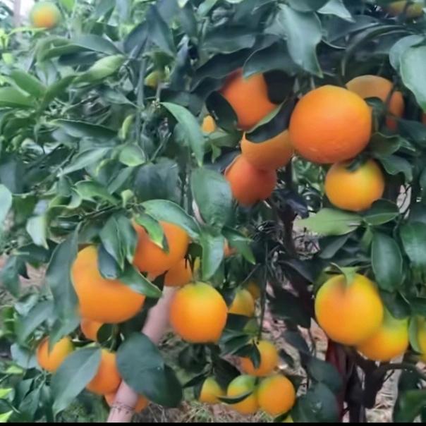 绿之源家庭农场（艾草种植）