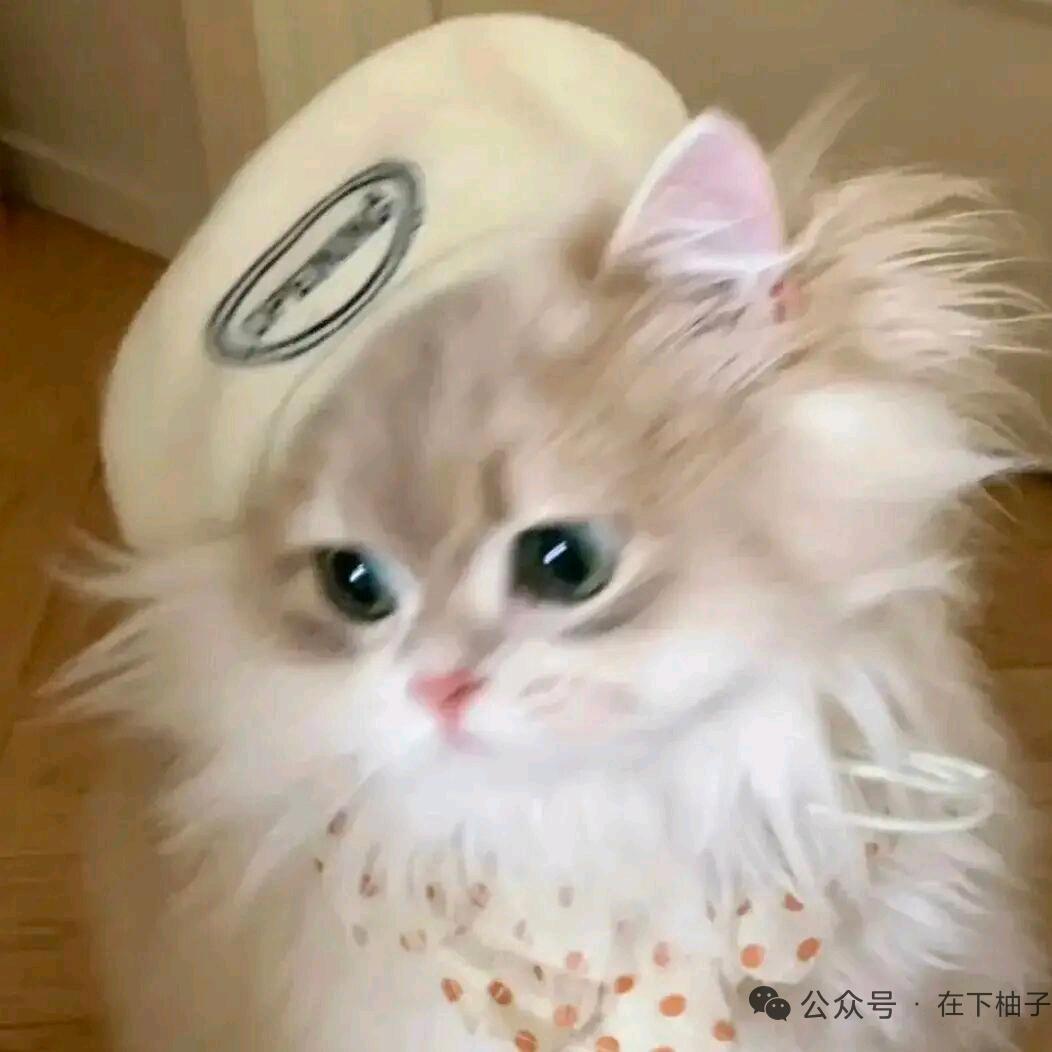 🐈‍⬛⁾⁾