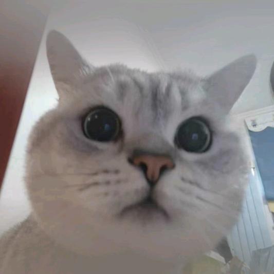 张小花（上班版）