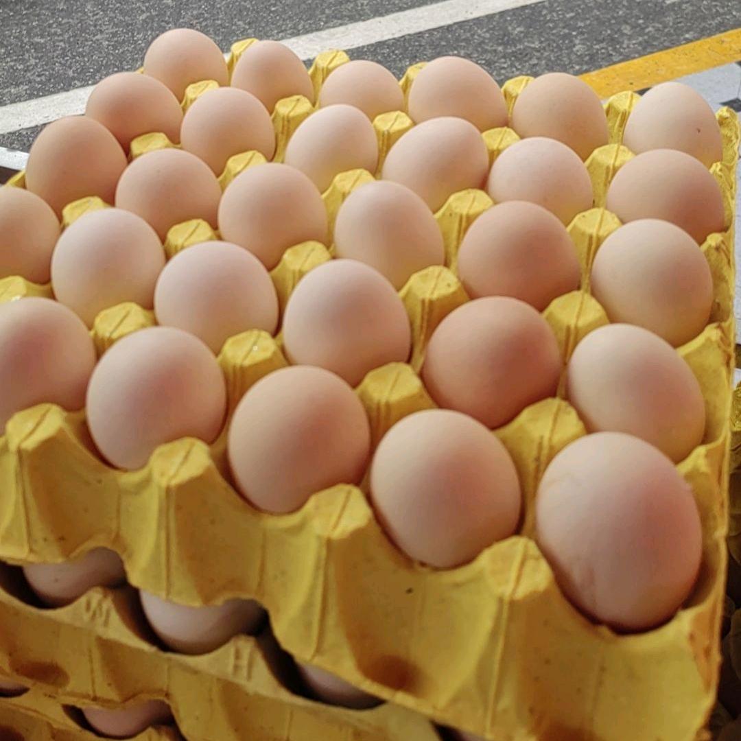 平舆土鸡蛋批发