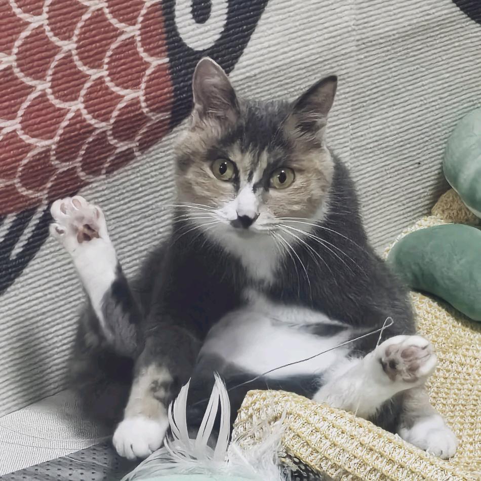 给你看个猫登西