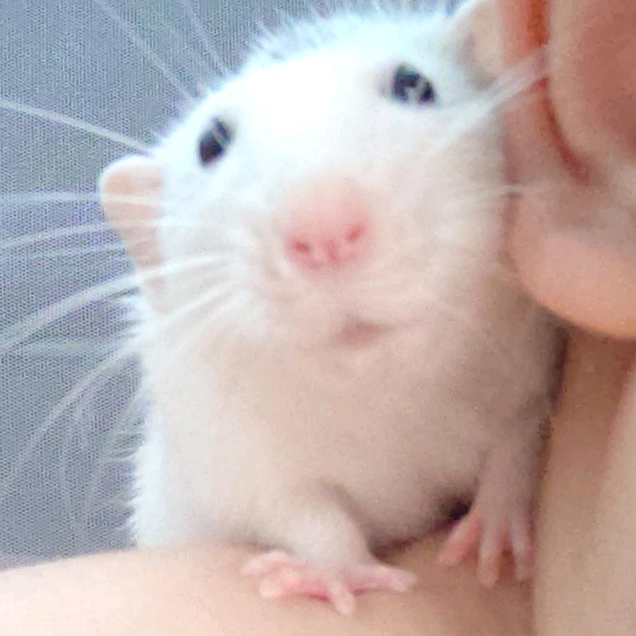 永恒的萨克斯🎷