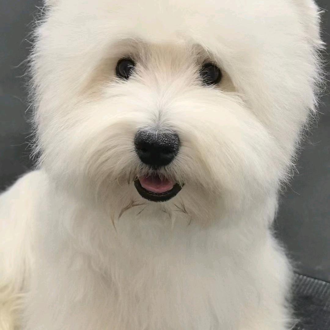 宠物盟翻记