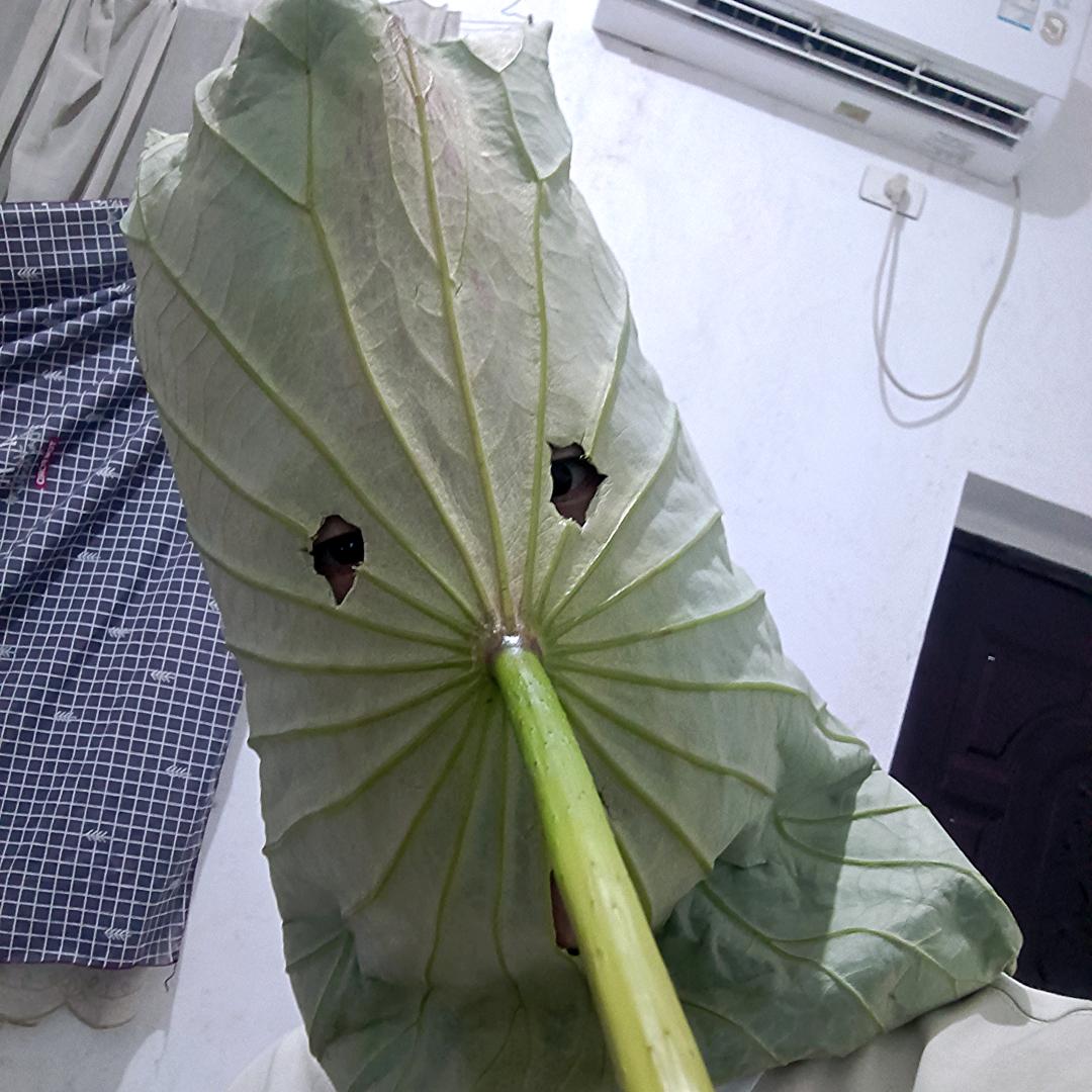荷叶大侠（收藏家）