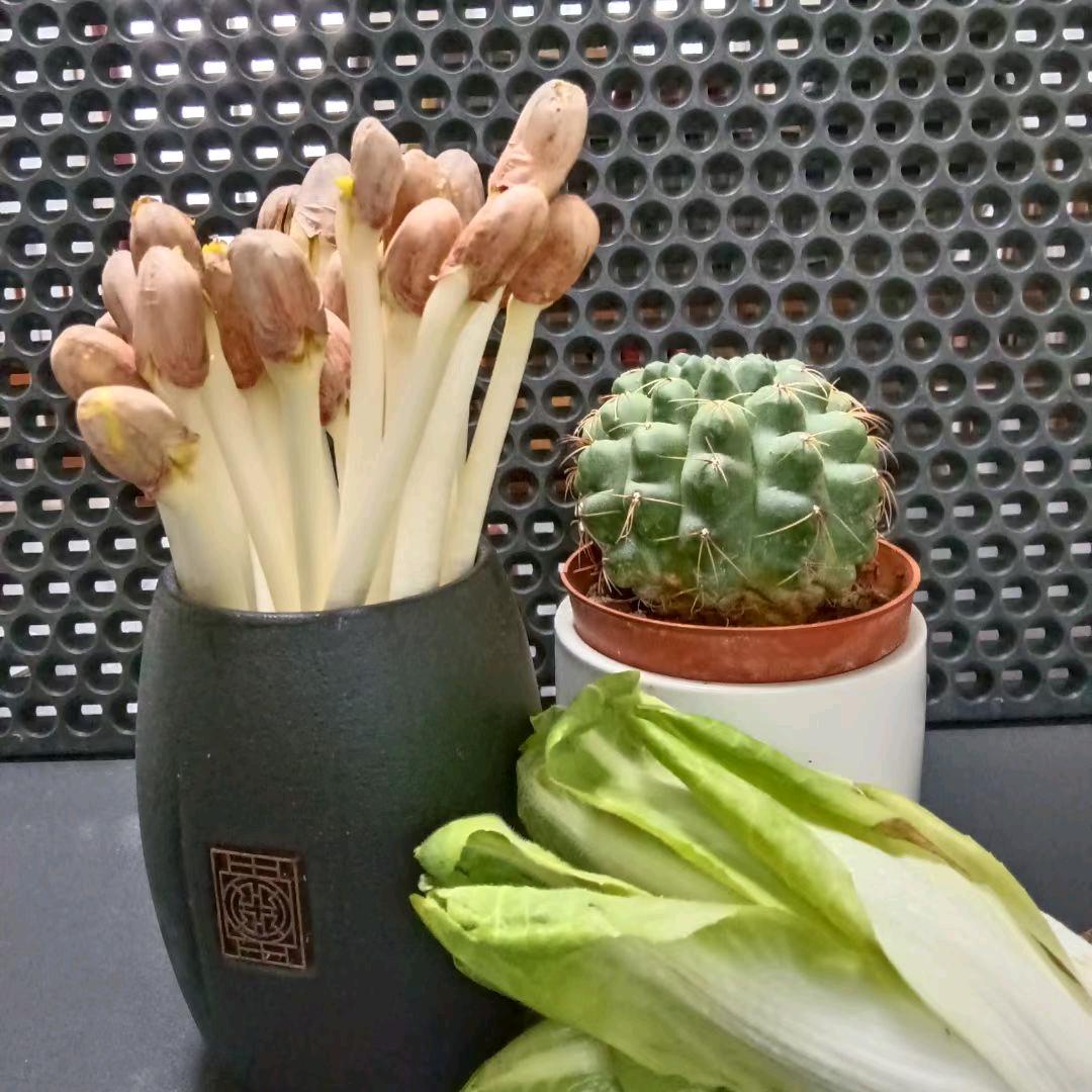 娟姐芽苗菜