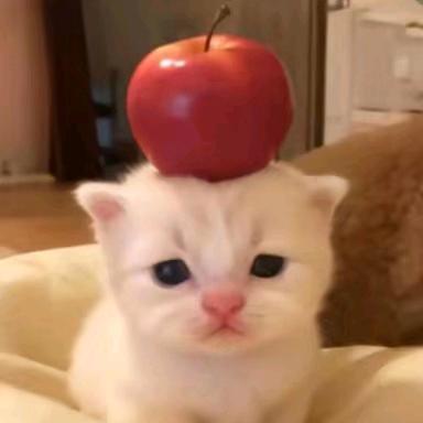 菲来运转