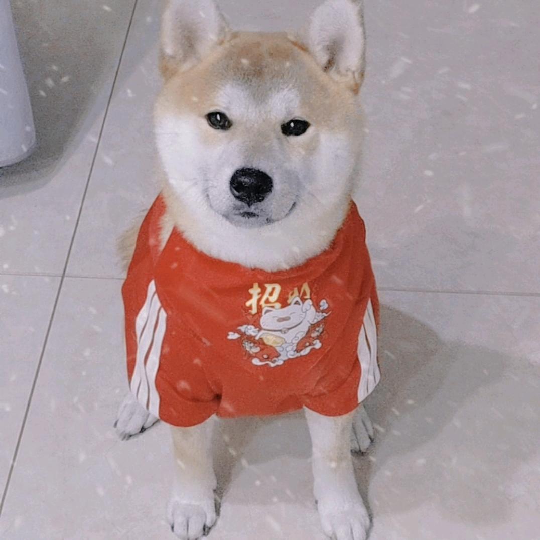 一只小狗叫财财