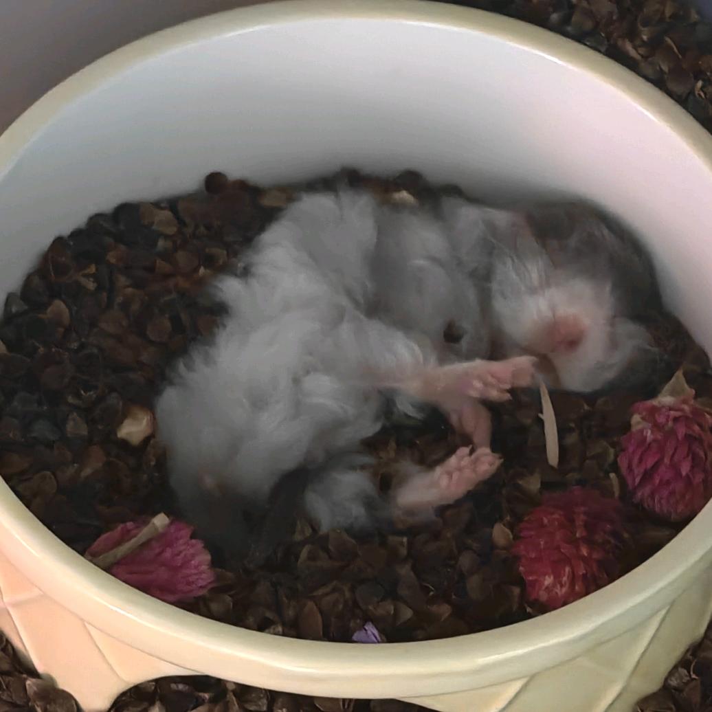 ★团团and乖乖★