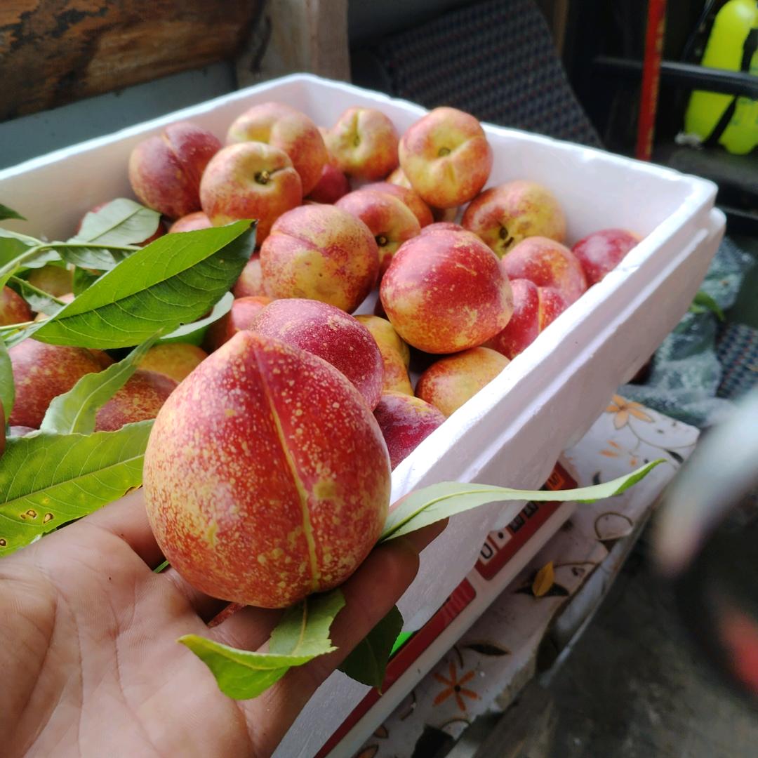 林芝桃花村禾新采果园