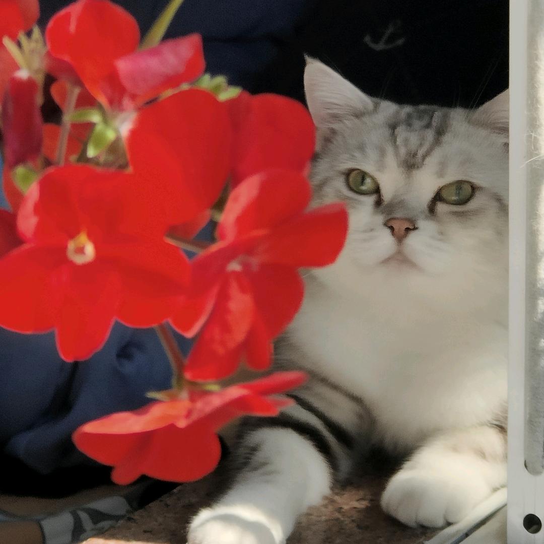 猫咪