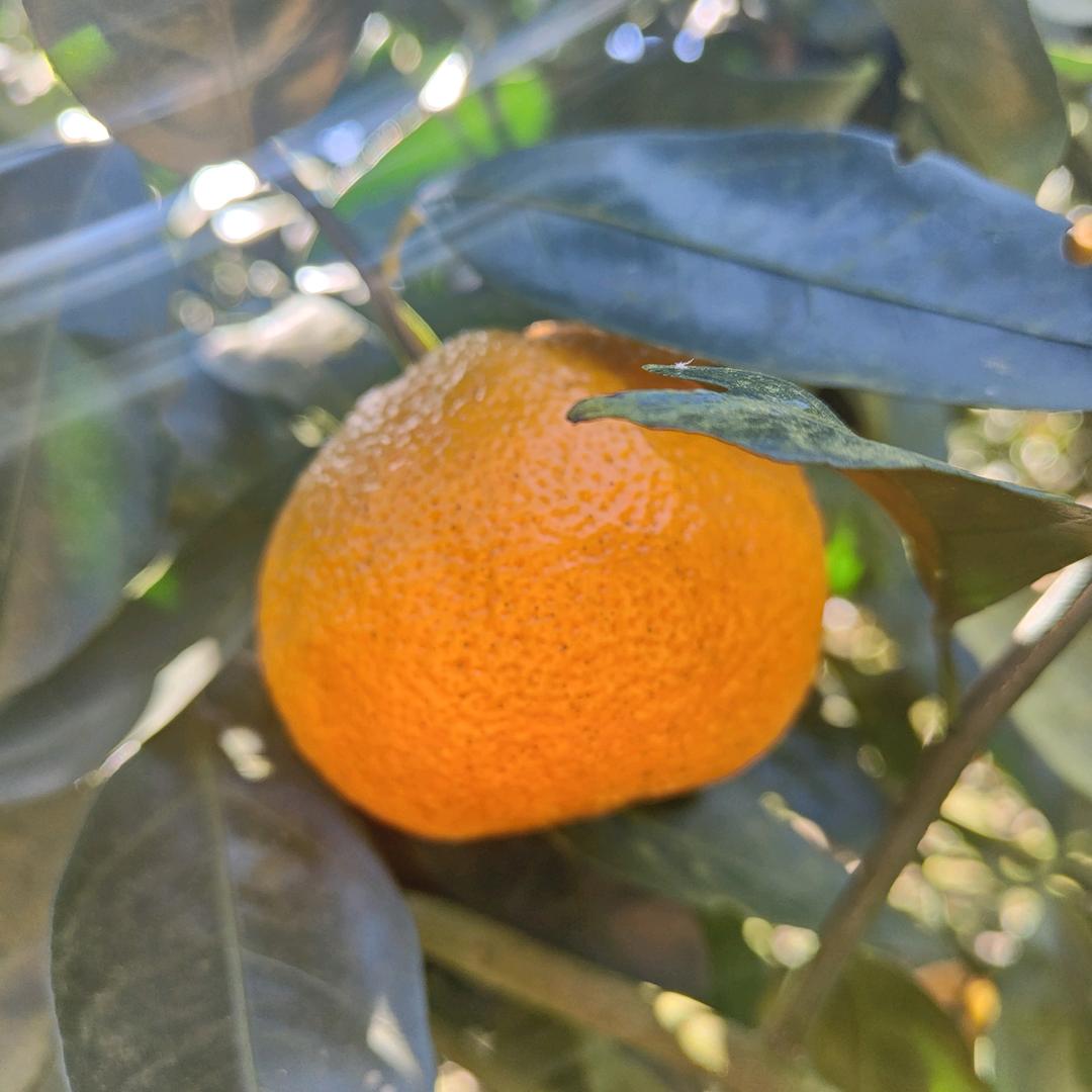 金果果894257455