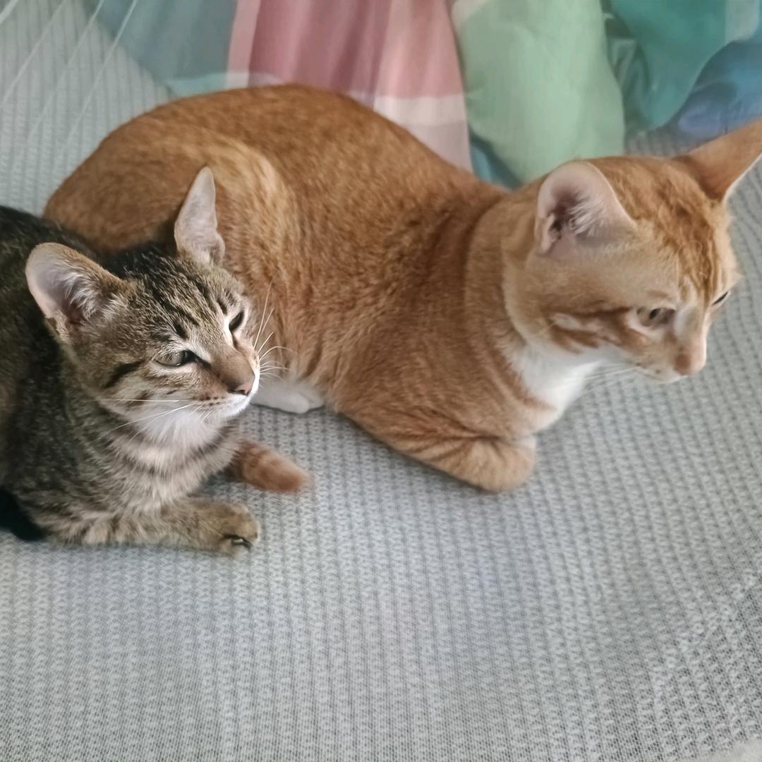 摆烂猫猫