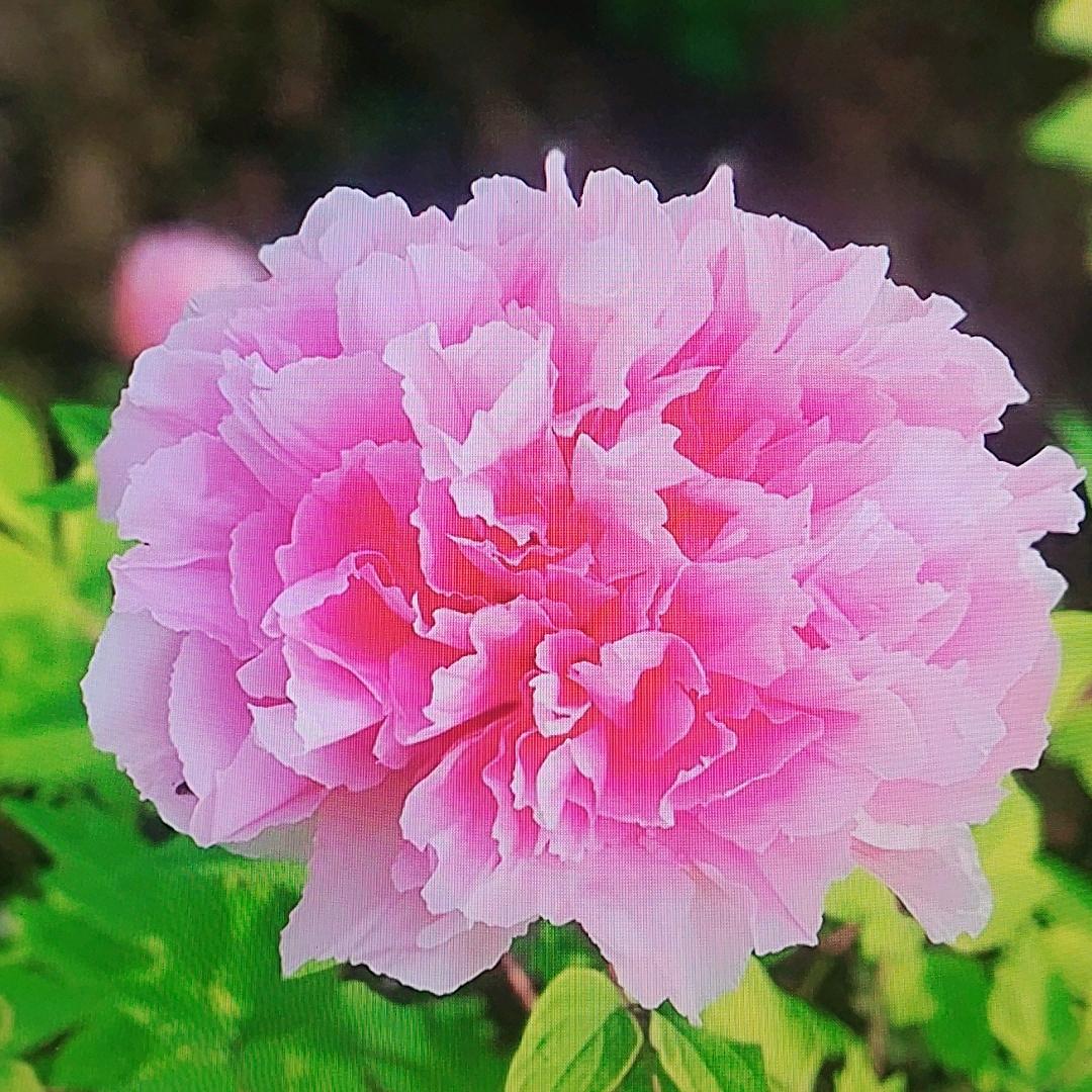 椅百货