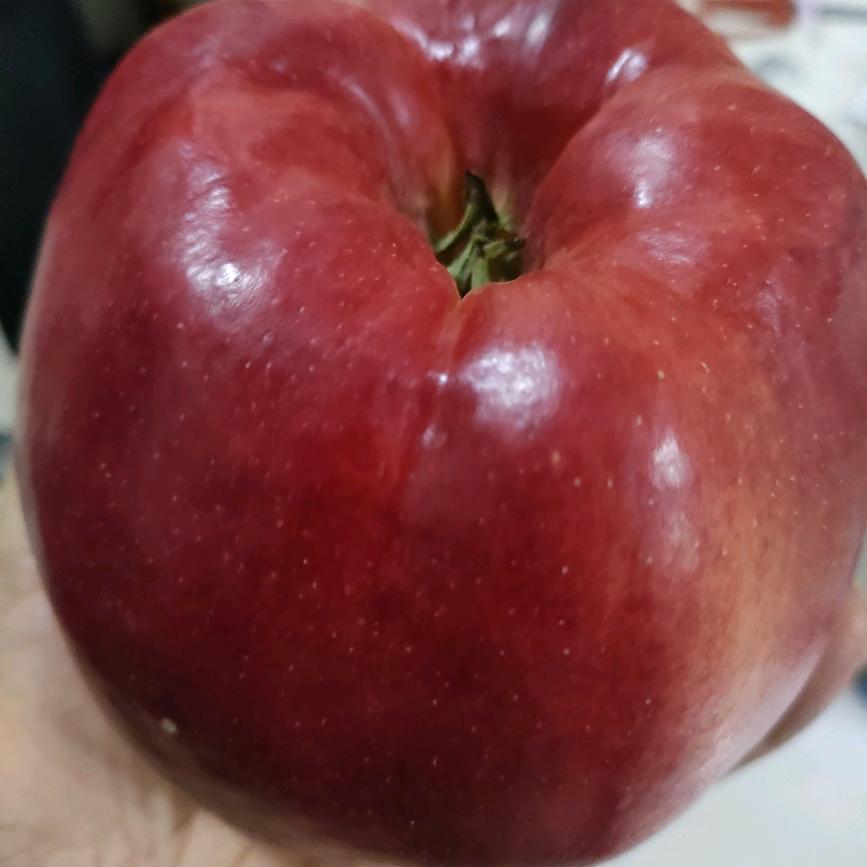 优质果树苗繁育基地