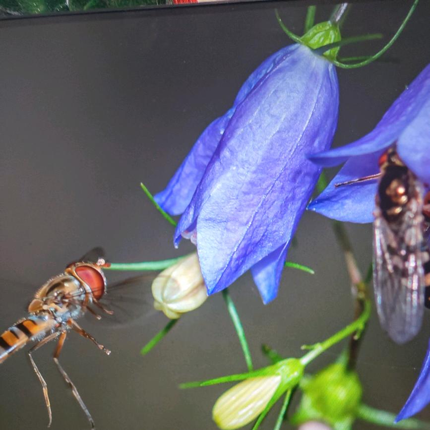 独一无二🧚‍♀️