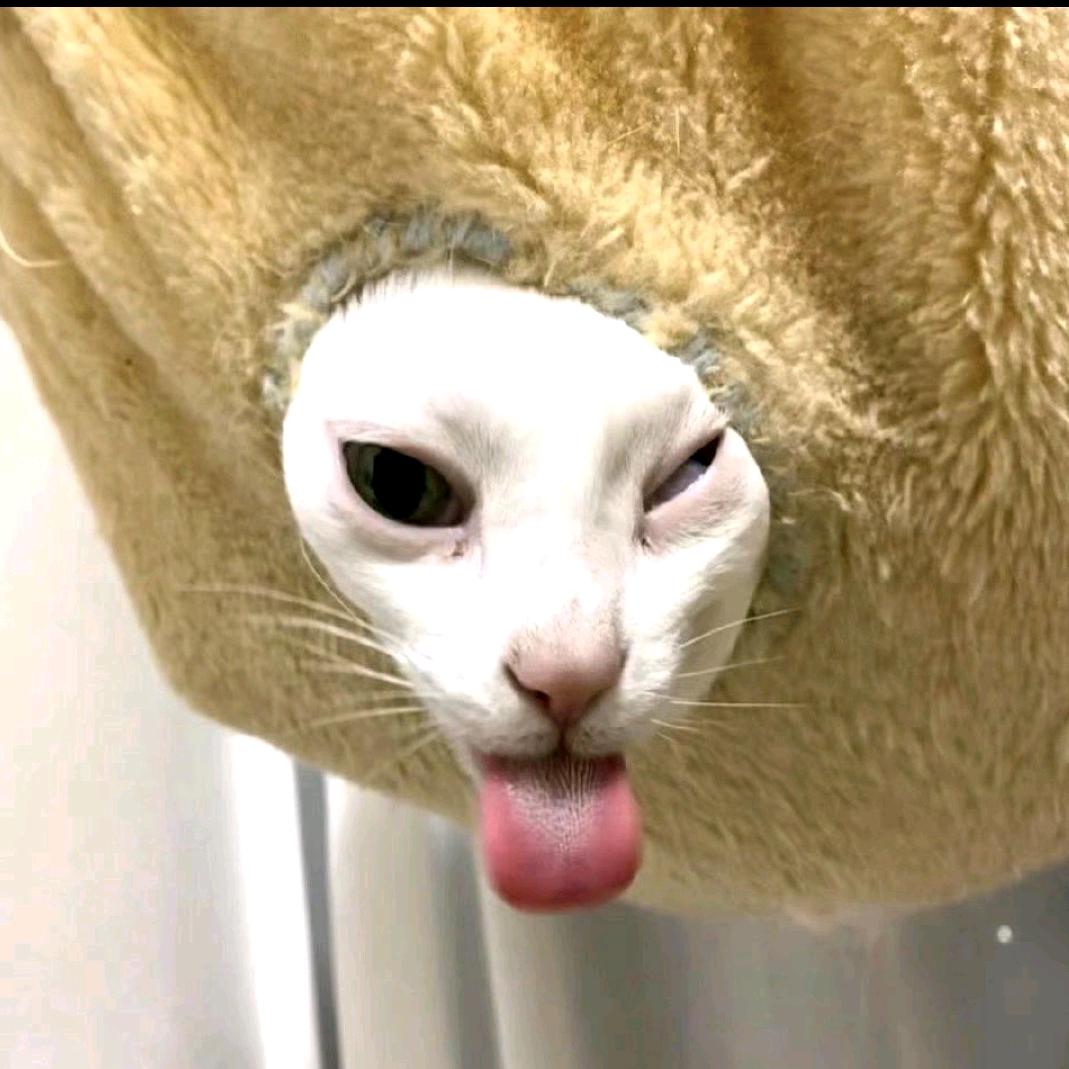 嘿🐰
