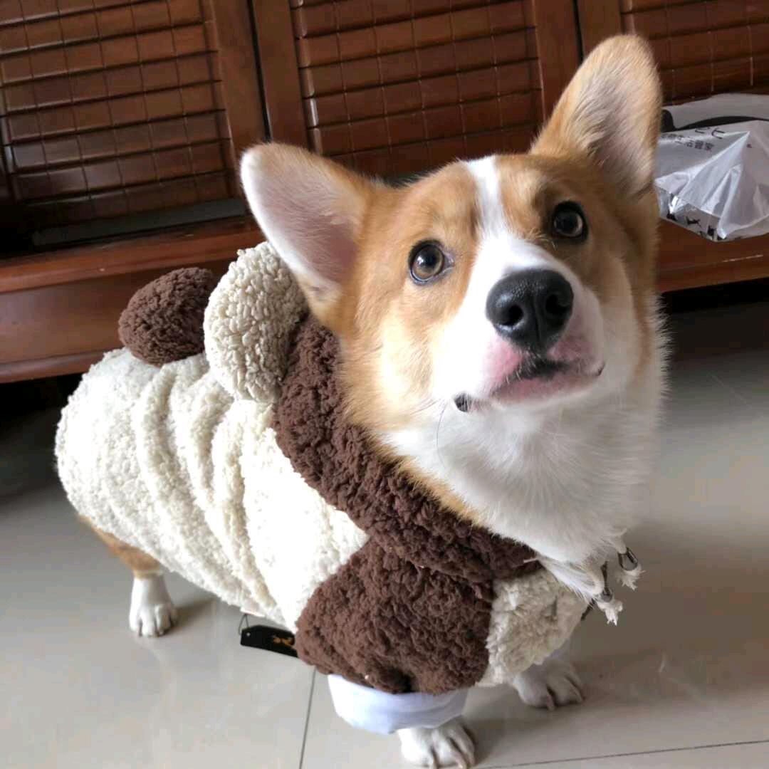 凰宫梦