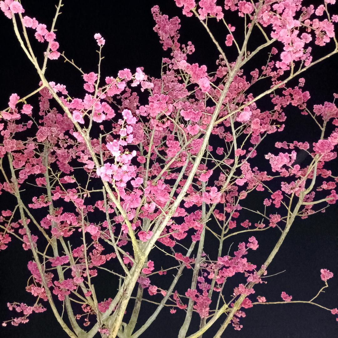 @经典音乐🎶分享