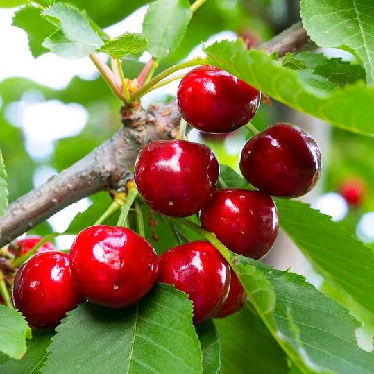 诚轩果树苗木店