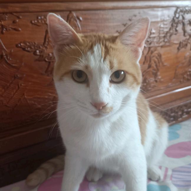猫咪的第一视角