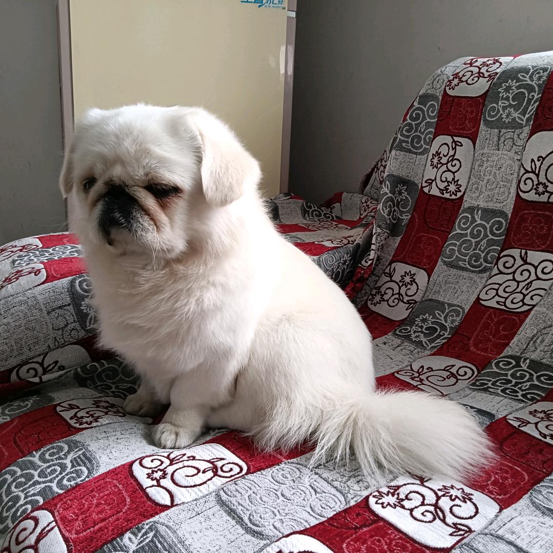 凉情凉心赤凉梦