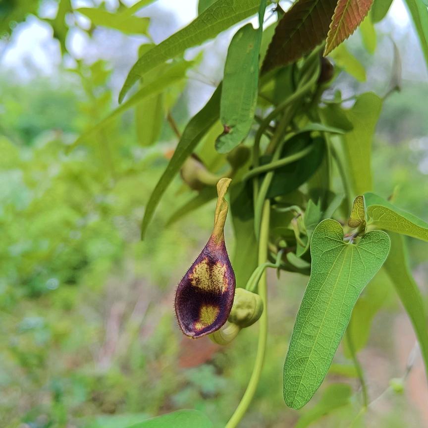 ꧁*冷漠*꧂（甜筒）