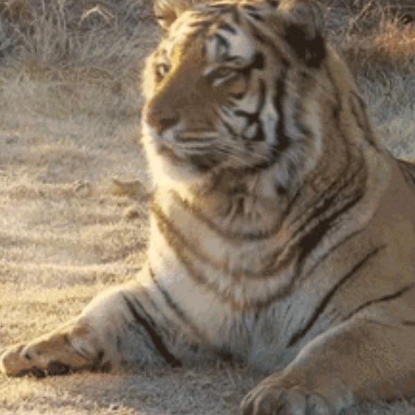 🌎💫✨幻梦星辰