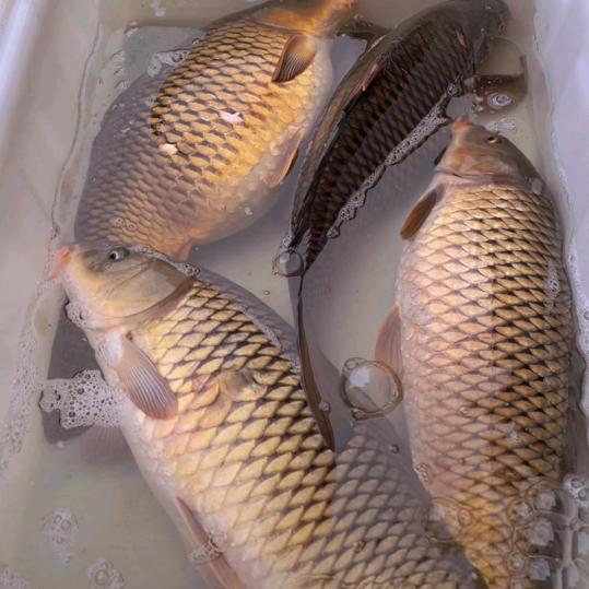 马哥流动水养鱼安逸得很