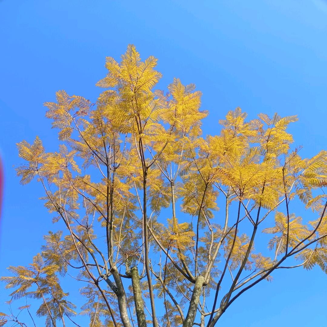 顺昌大黄蜂