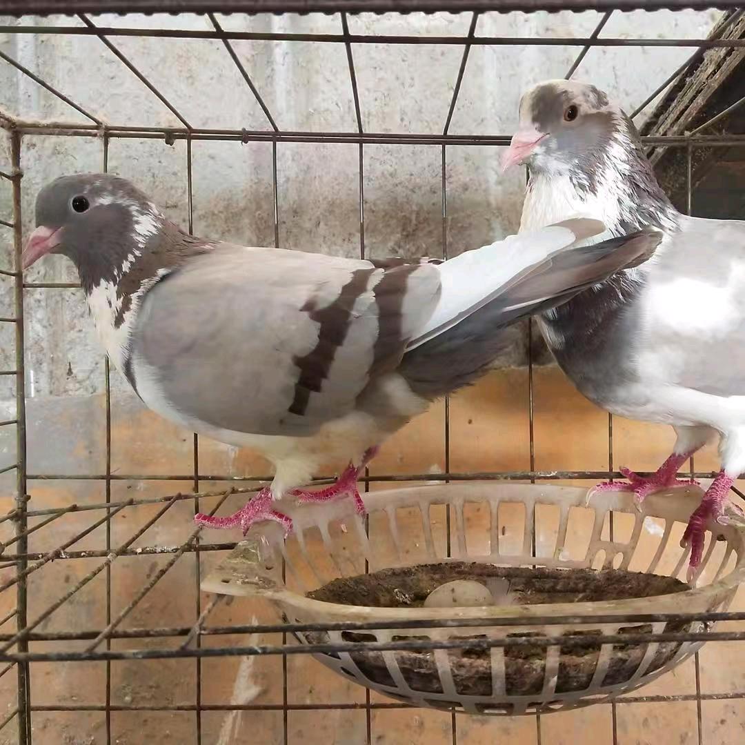 广东杂粮养鸽  小号