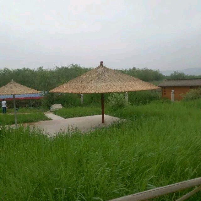 枫泉