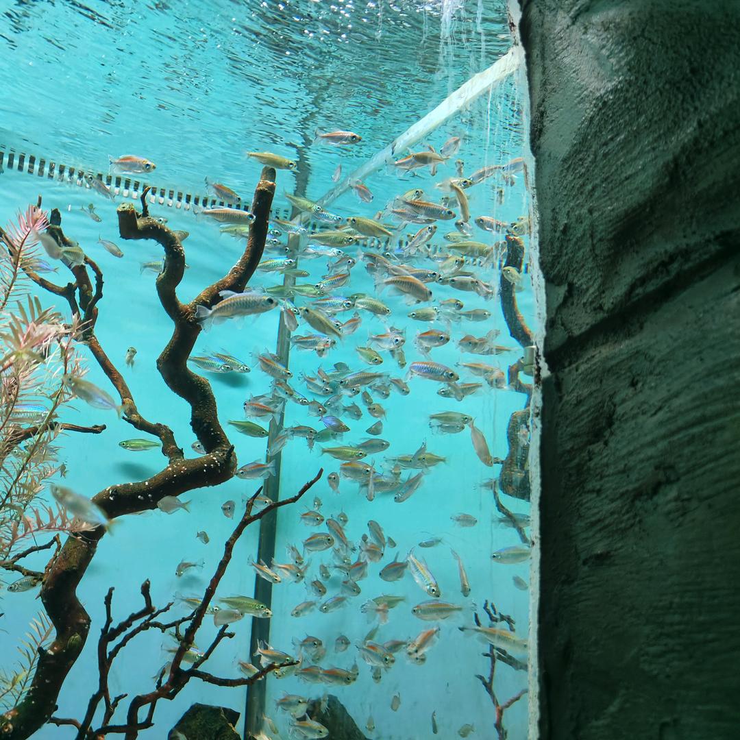 💕天真吴谢💞