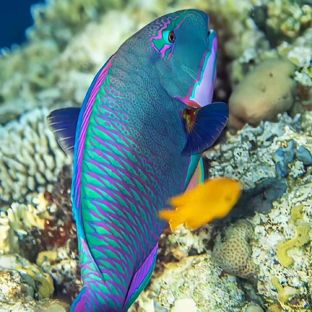 南沙西沙野生深海鱼