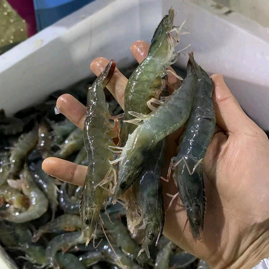 郑州白沙蟹蟹🦀大虾🦐海鲜