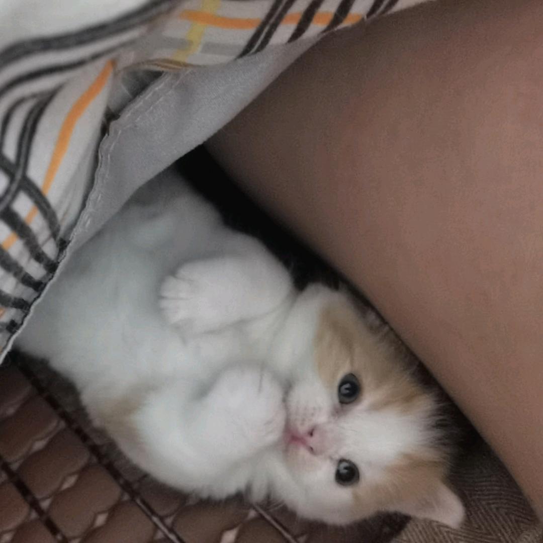 哼(ノ=Д=)ノ┻━┻