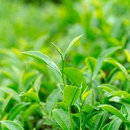 春山意茶业