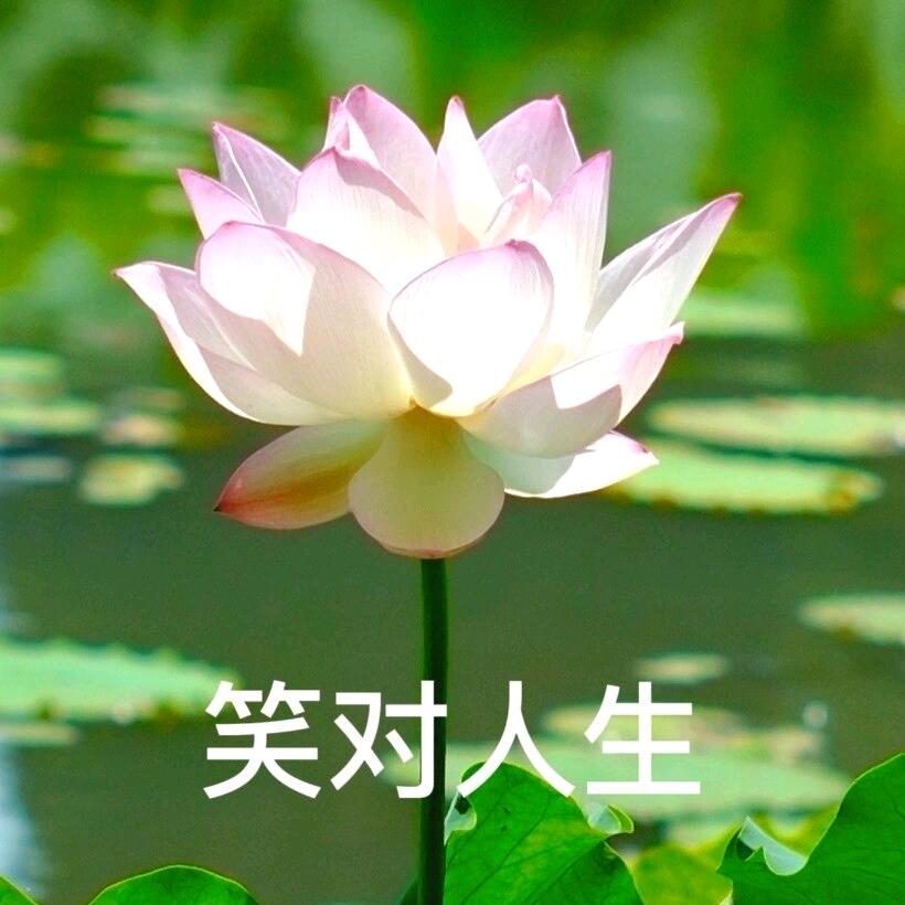 任它东南西北风