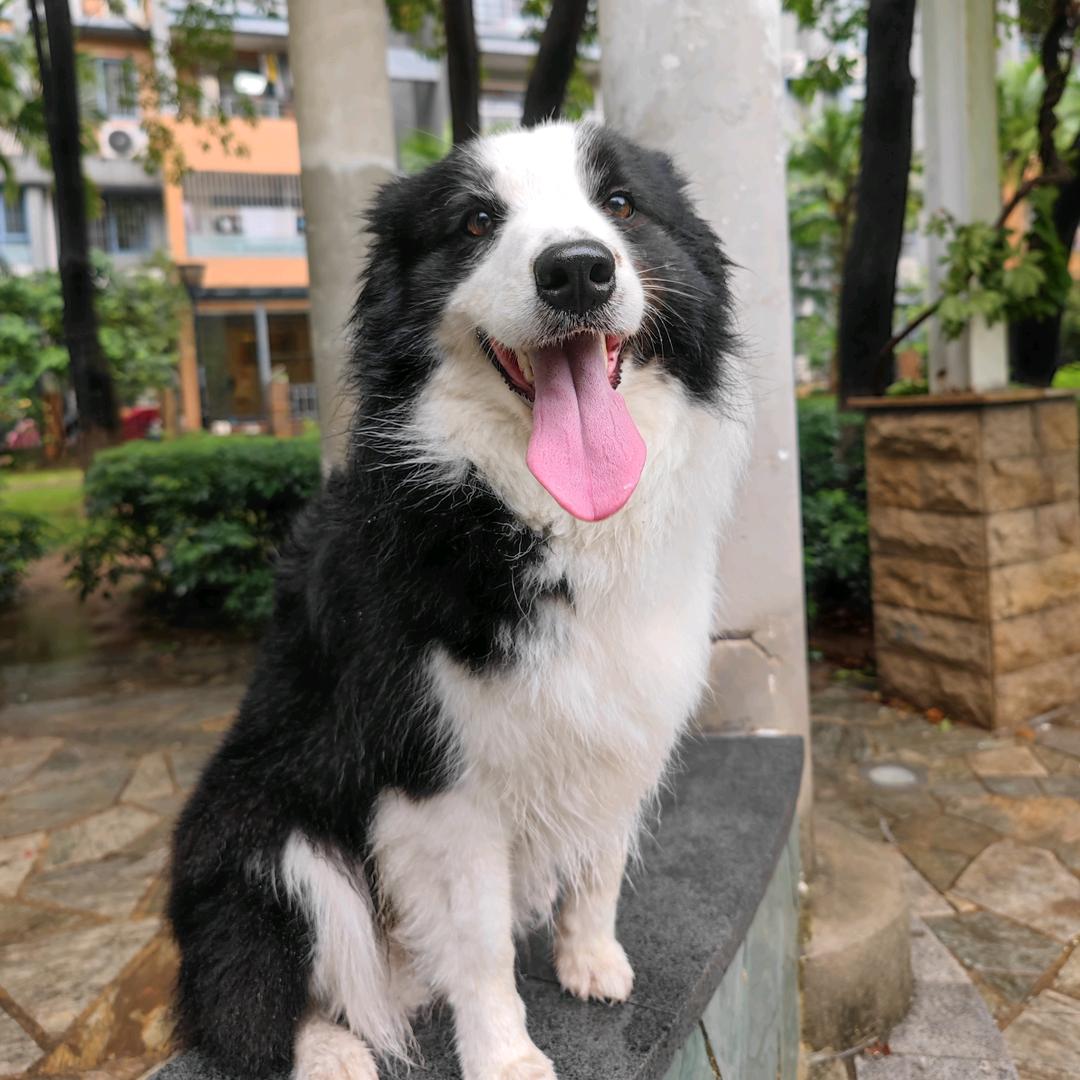 爱看电视的边牧可乐