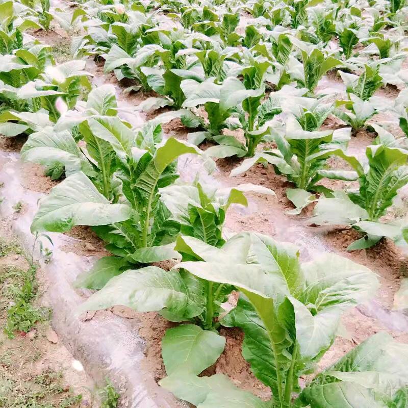 （云南董百万）（董发财百万）