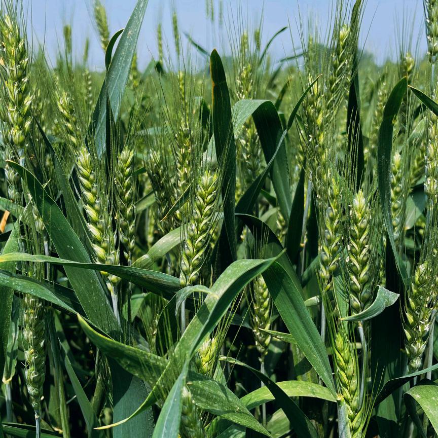 自己家种的小麦