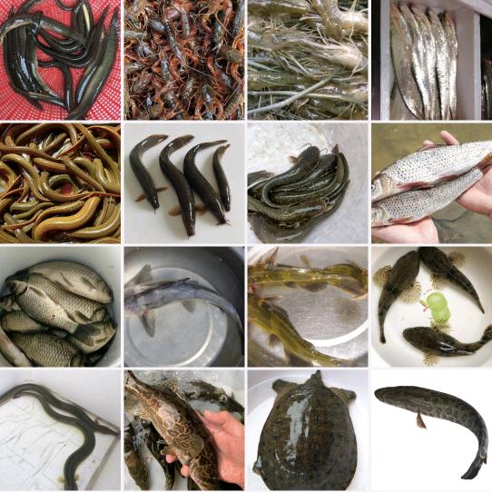 鲲鹏源头野生货源