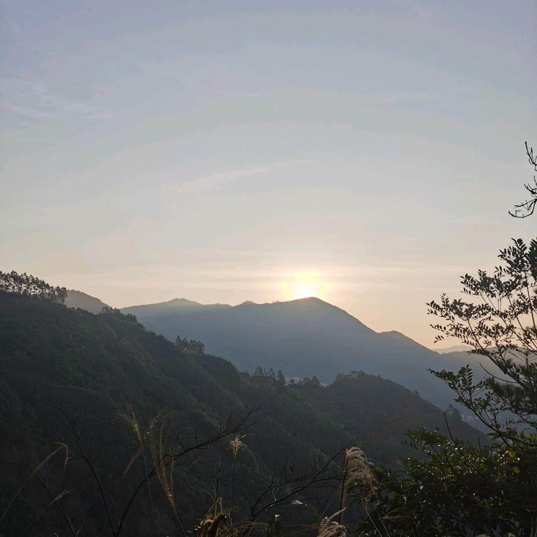向阳花