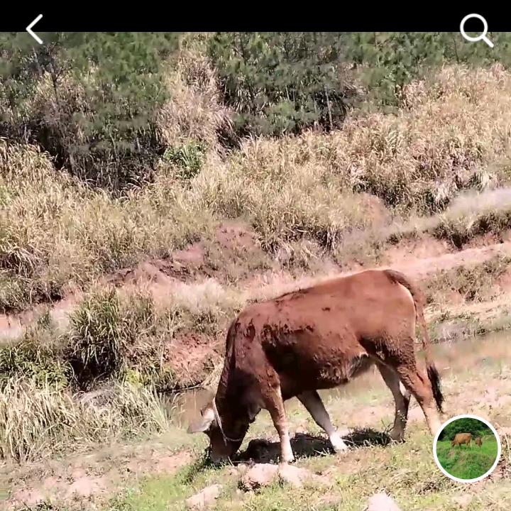 大山放养牛羊买卖