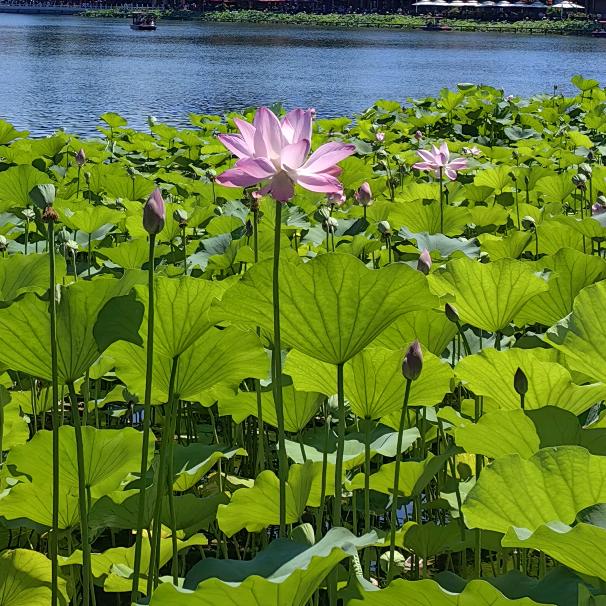 宝妈（新人首播）